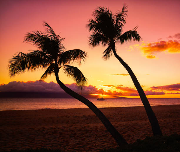 istock Hawaiian sunset on beach with palm trees 1362087420