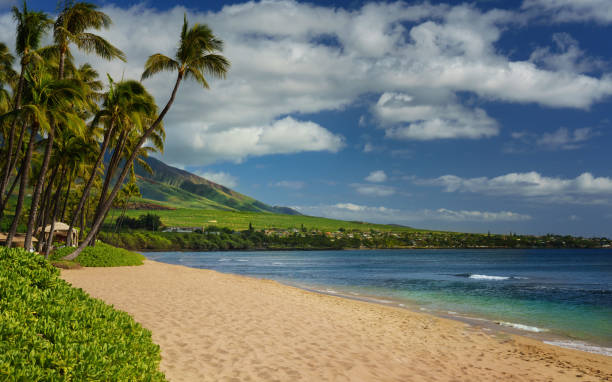 istock Hawaii resort with palm trees and sunset 1362087427