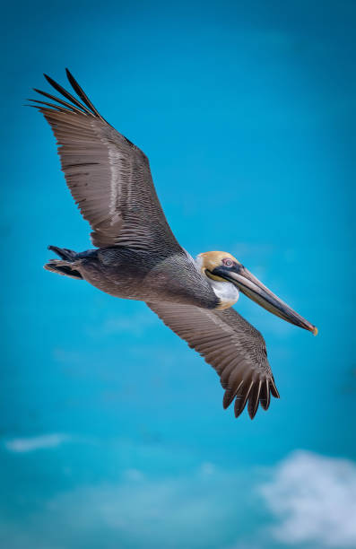 istock pelicans flying near the beach with ocean 1362087483