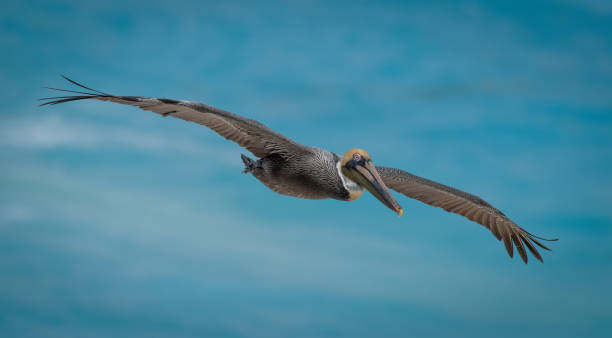 istock pelicans flying near the beach with ocean 1362087487