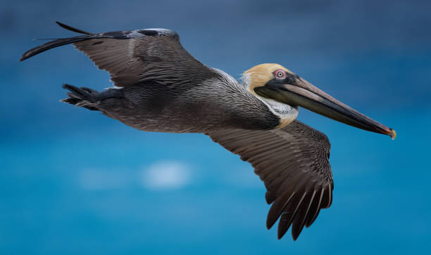 pelicans flying near the beach with ocean pelicans flying near the beach with ocean brown pelican stock pictures, royalty-free photos & images