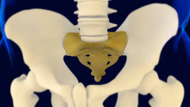 Photo of Sacrum and Coccyx anatomy 3D Rendering