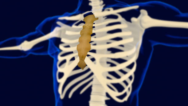 sternum bone anatomy for medical concept 3d - intermediate imagens e fotografias de stock