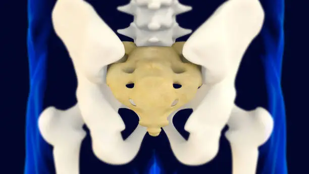 Photo of Sacrum and Coccyx anatomy 3D Rendering