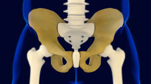 Photo of Hip or Pelvic bone Anatomy For Medical Concept 3D