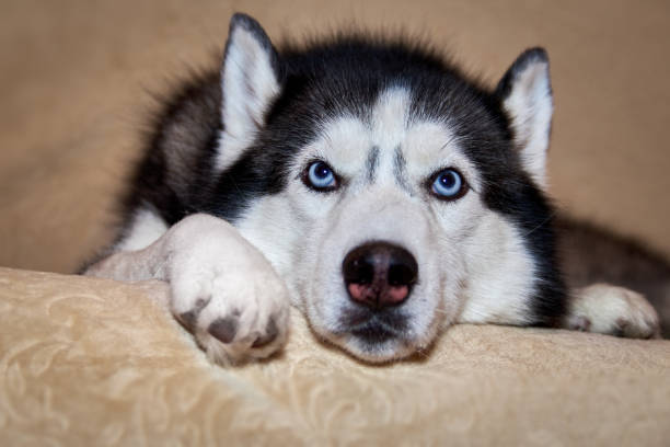 istock Portrait Siberian husky dog lying on the couch. Front view 1362092702