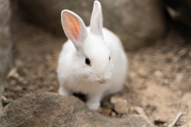 istock Cute rabbits on the ground. 1362093117