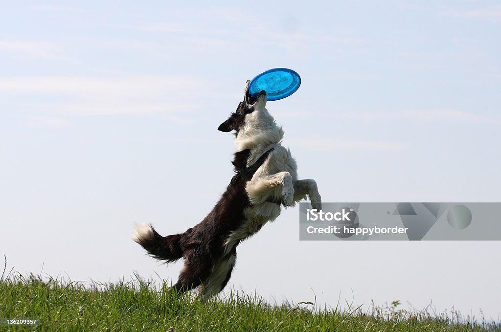Frisbee dog. Dog catching frisbee. Dog Stock Photo