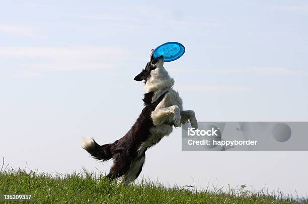Frisbee Dog Stock Photo - Download Image Now - Dog, Plastic Disc, Jumping