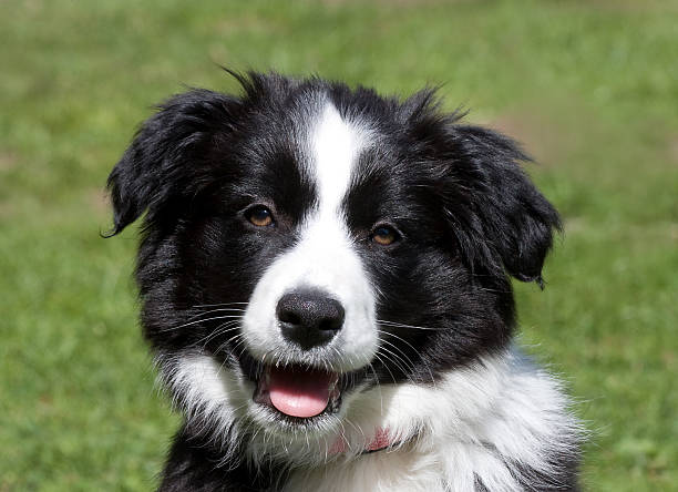 istock Cute Border Collie puppy 136209378