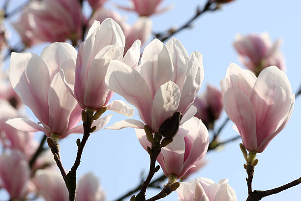 magnolie 春に - magnolia pink flower isolated ストックフォトと画像