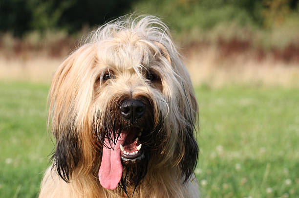 Beautiful Briard Portrait of a Briard. tawny stock pictures, royalty-free photos & images