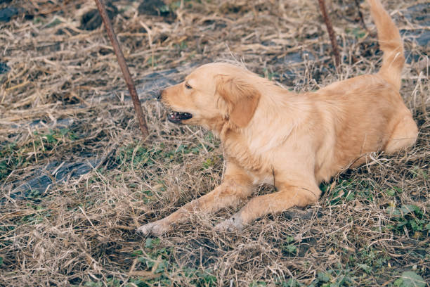 istock young golden retriever plaing and eating in grass 1362095791