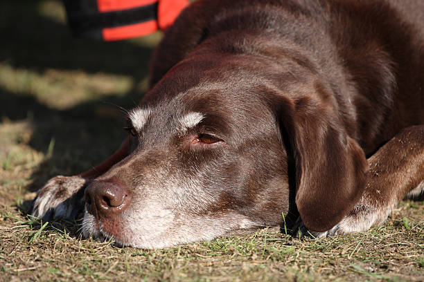 You see a friendly old dog lying in the sun.