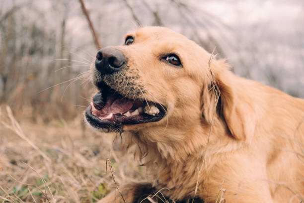 istock young golden retriever plaing and eating in grass 1362096521