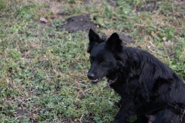 Black dog in the nature