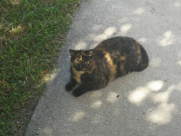A stray brown marble cat sits on a sidewalk near inner-city Baltimore. The cat has a slightly surprised facial expression or may be focusing on prey in the distance. The sunlight shines through the sheltering tree leaves producing light effects below.