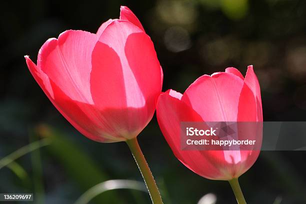 Dois Túlipas - Fotografias de stock e mais imagens de Ao Ar Livre - Ao Ar Livre, Cabeça de Flor, Dois Objetos