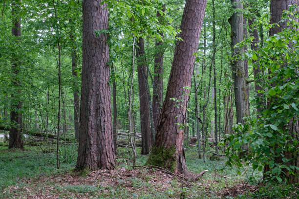 istock Deciduous stand with hornbeams and old pine trees 1362099250