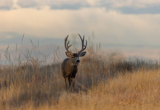 istock Buck Mule Deer in Fall in Colorado 1362100231