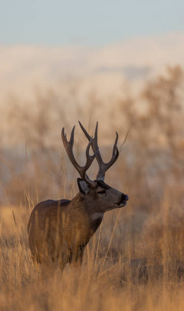 istock Buck Mule Deer in Fall in Colorado 1362100407