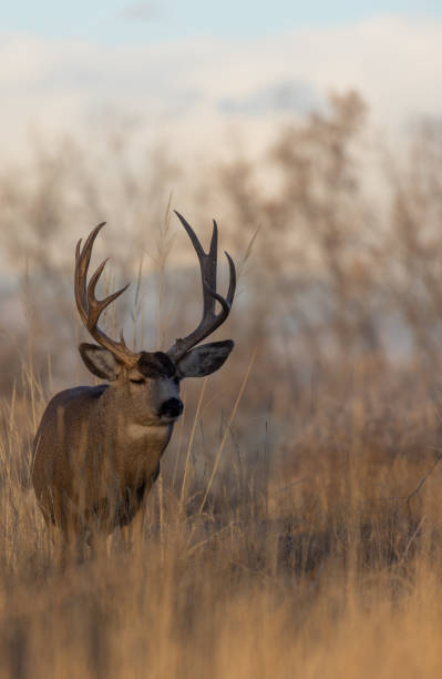 istock Buck Mule Deer in Fall in Colorado 1362100526