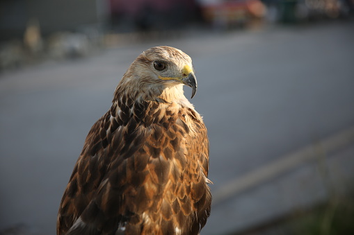The falcon that people in Pakistan love to raise.