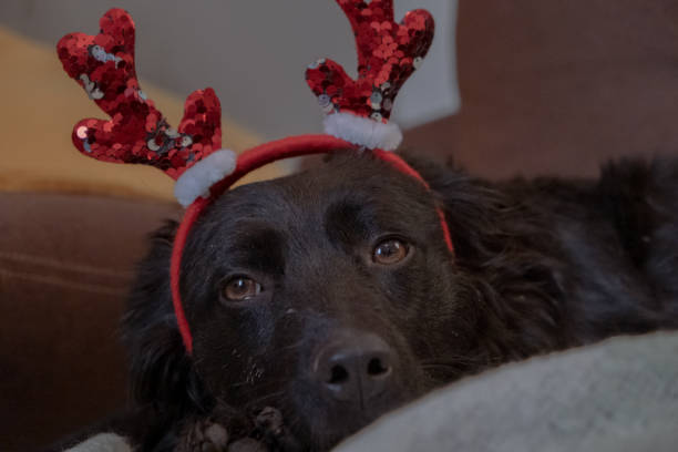 istock Cute dog is ready for Christmas 1362101364