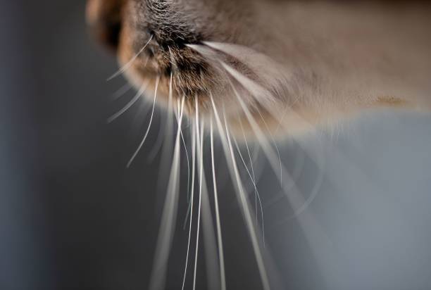 extreme close up of a cats whiskers in side view