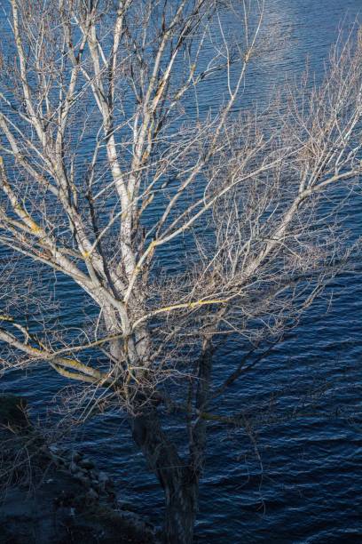 川岸の裸の木 - bare tree tree single object loneliness ストックフォトと画像