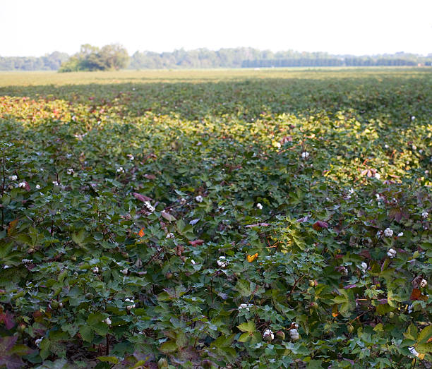 istock Morning cotton field 136210500