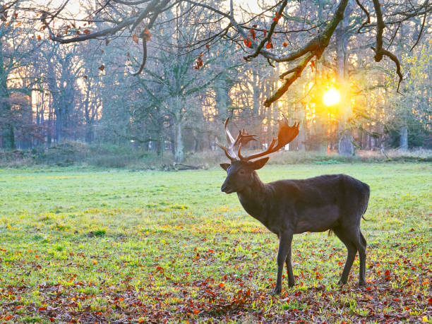 istock Deer standing on the meadow, sunset 1362108141