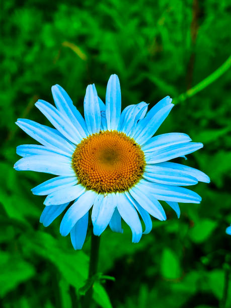 istock Color of Flowers 1362108169