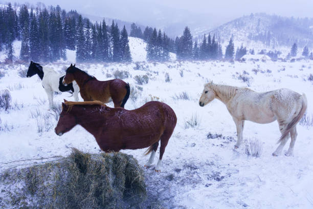 istock Horses in Cold Wintery Snow Storm 1362108194