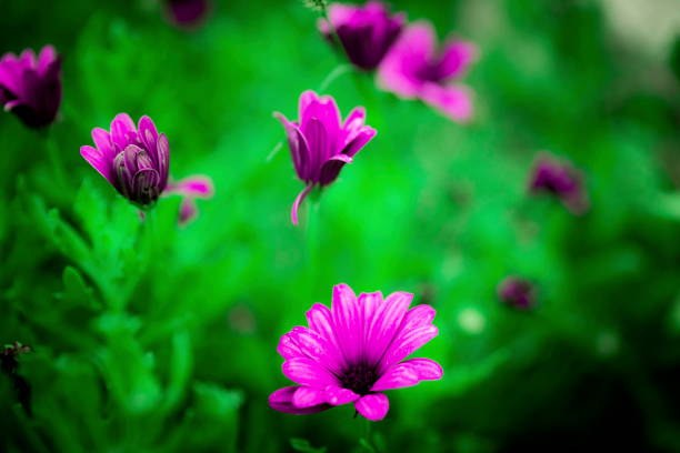Lobelia flowers