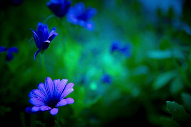 Still life flower close ups