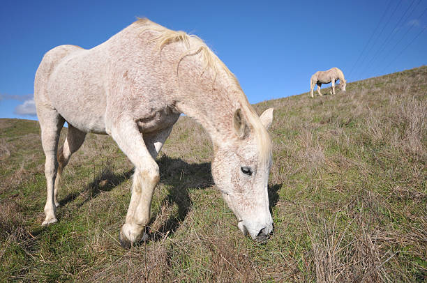 istock Old horse standing in a field eating 136211033