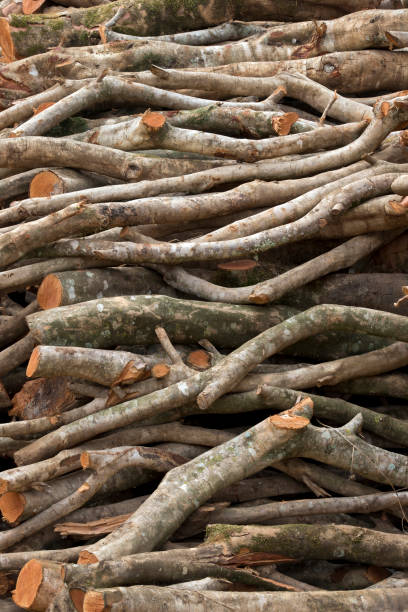 istock Stack of sawn timber logs to serve as firewood 1362112550