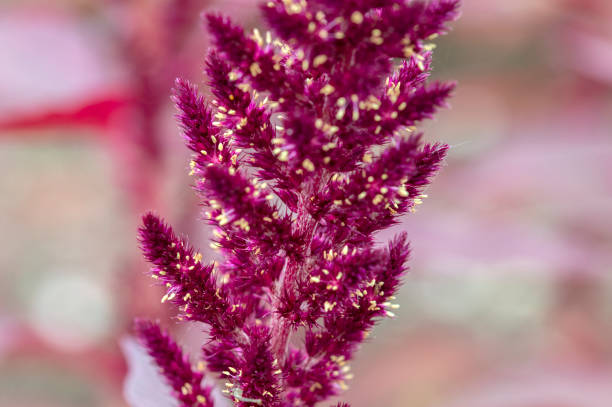 istock Close Up Amaranth Plant At Muiden The Netherlands 1362112662
