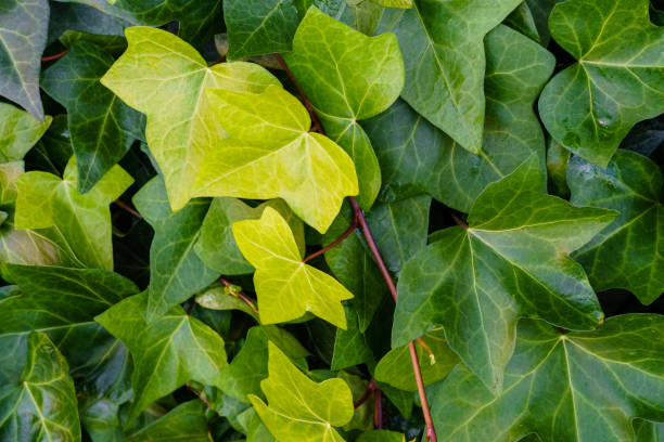 istock Texture background, leaves piled up in the park in autumn 1362114987