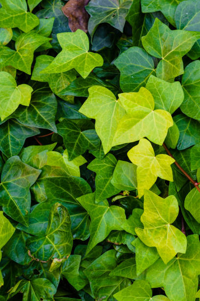 istock Texture background, leaves piled up in the park in autumn 1362114988