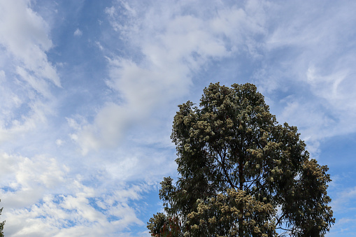 flowering eucalypt tree against blue sky with whispy cloud