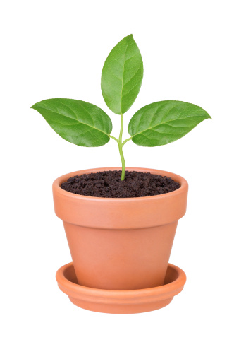 Plant with green leaves growing in a pot on a white background
