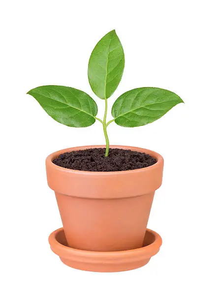 Photo of Plant with green leaves growing in a pot