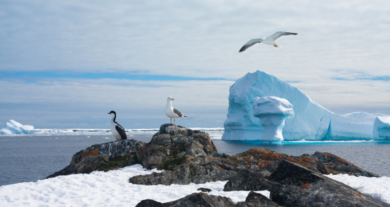 Beautiful Antarctic landscape with glaciers and bird in sky