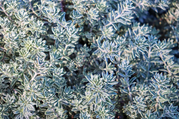 istock silvery leaves of bush 1362119259