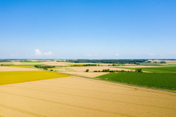 The fields of ble and flax in the French countryside in Europe, in France, in Normandy, in summer, on a sunny day. stock photo