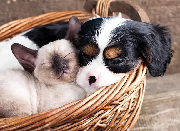 A Cavalier King Charles spaniel puppy and a kitten cuddled next to one another sleeping in a brown basket.  The puppy and kitten are similar shades of white, brown and black.  The angle of the picture is tilted slightly to the left.