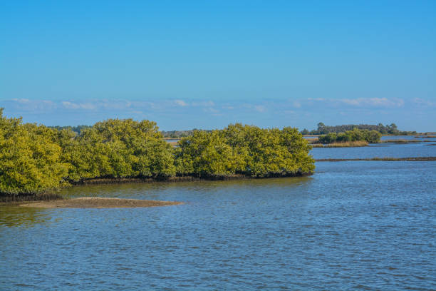 The Mangroves in the Cedar Key National Wildlife Refuge of Cedar Key, Levy County, Florida The Mangroves in the Cedar Key National Wildlife Refuge of Cedar Key, Levy County, Florida estuary stock pictures, royalty-free photos & images