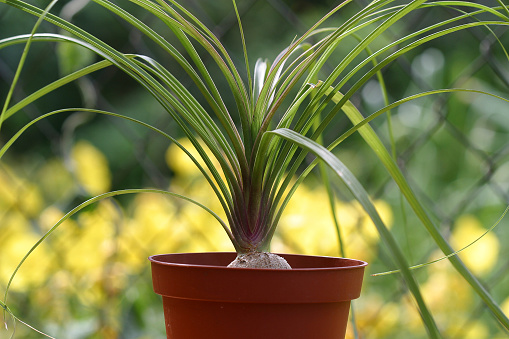 Nolina or Pony-tail palm. Indoor plants outdoors outside in summer season